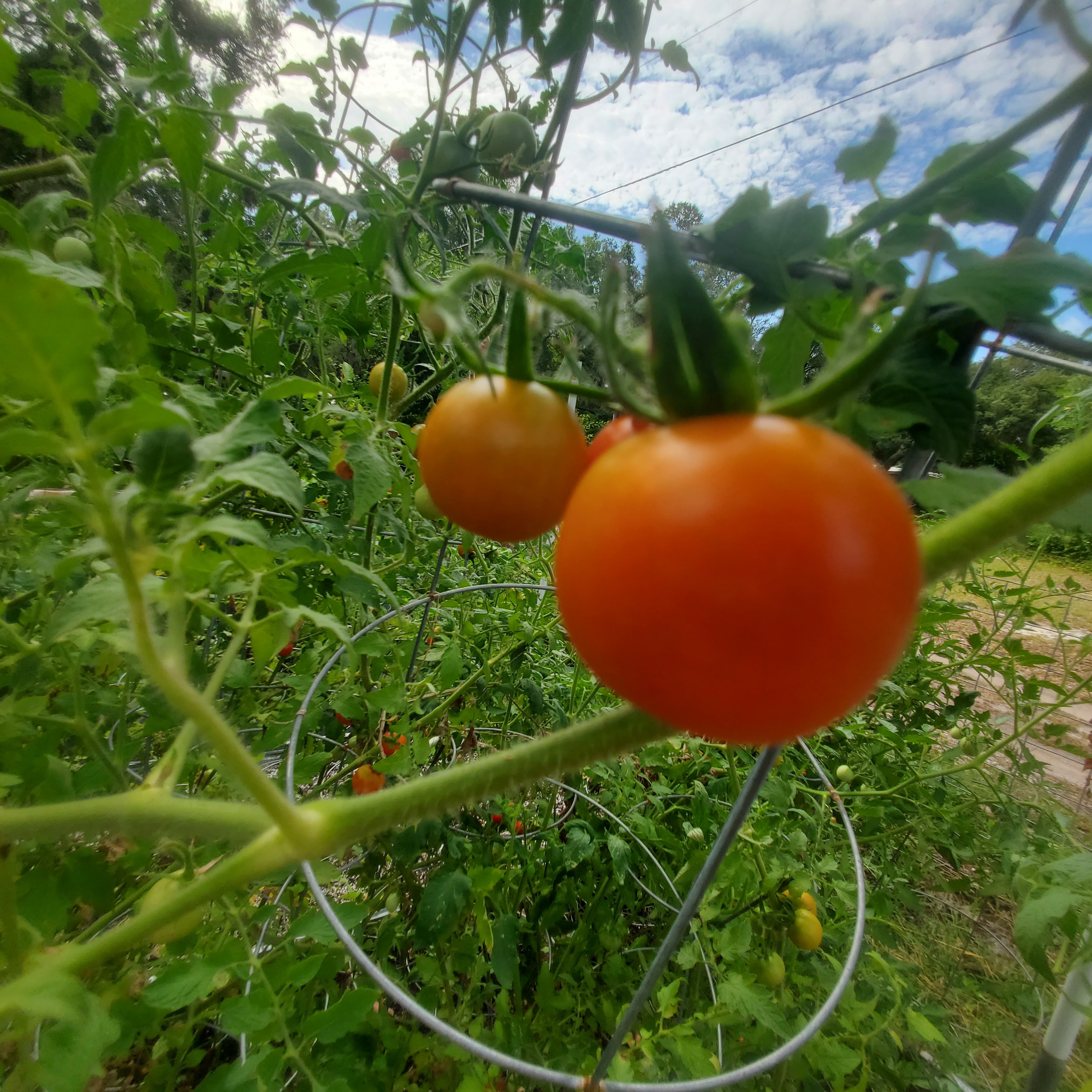 Everglades Tomato